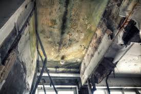 Best Black Mold Removal in Lyman, SC